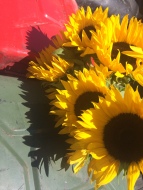 Sunflowers and gas cans